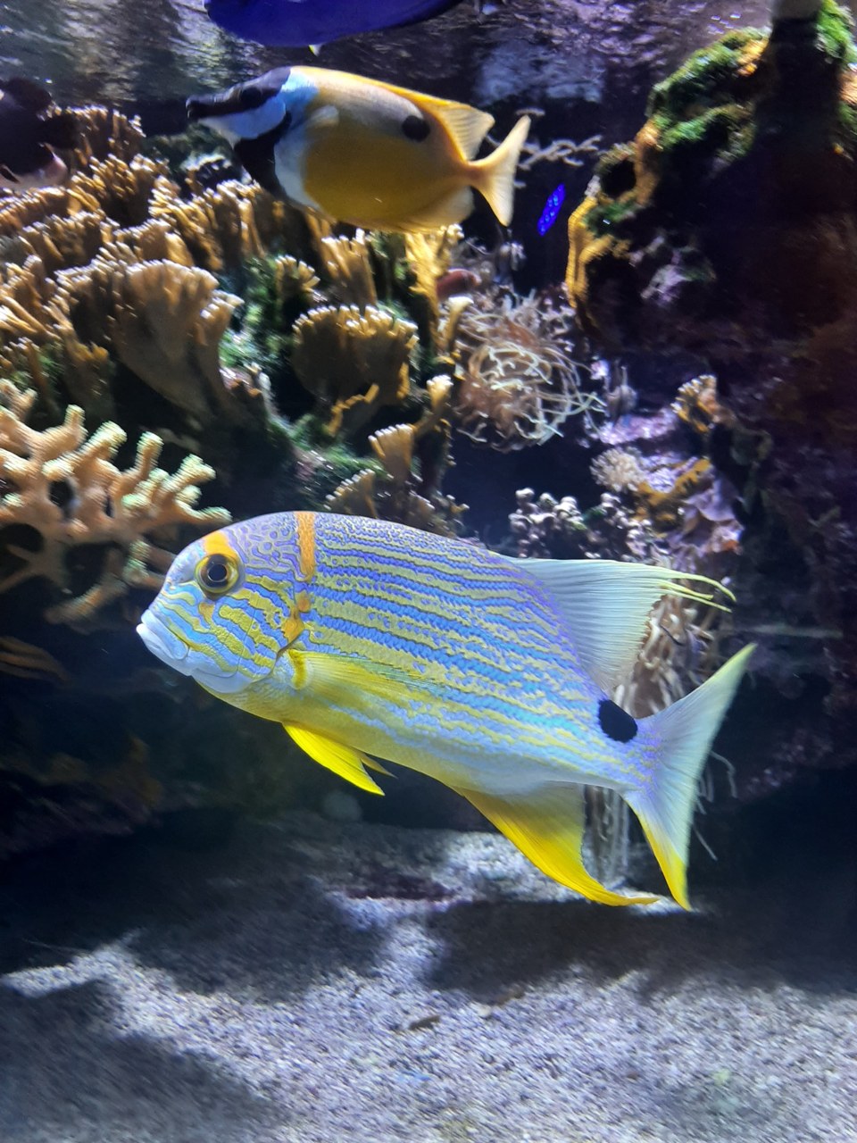 Poissons dans un aquarium du Musée océanographique de Monaco en février 2022