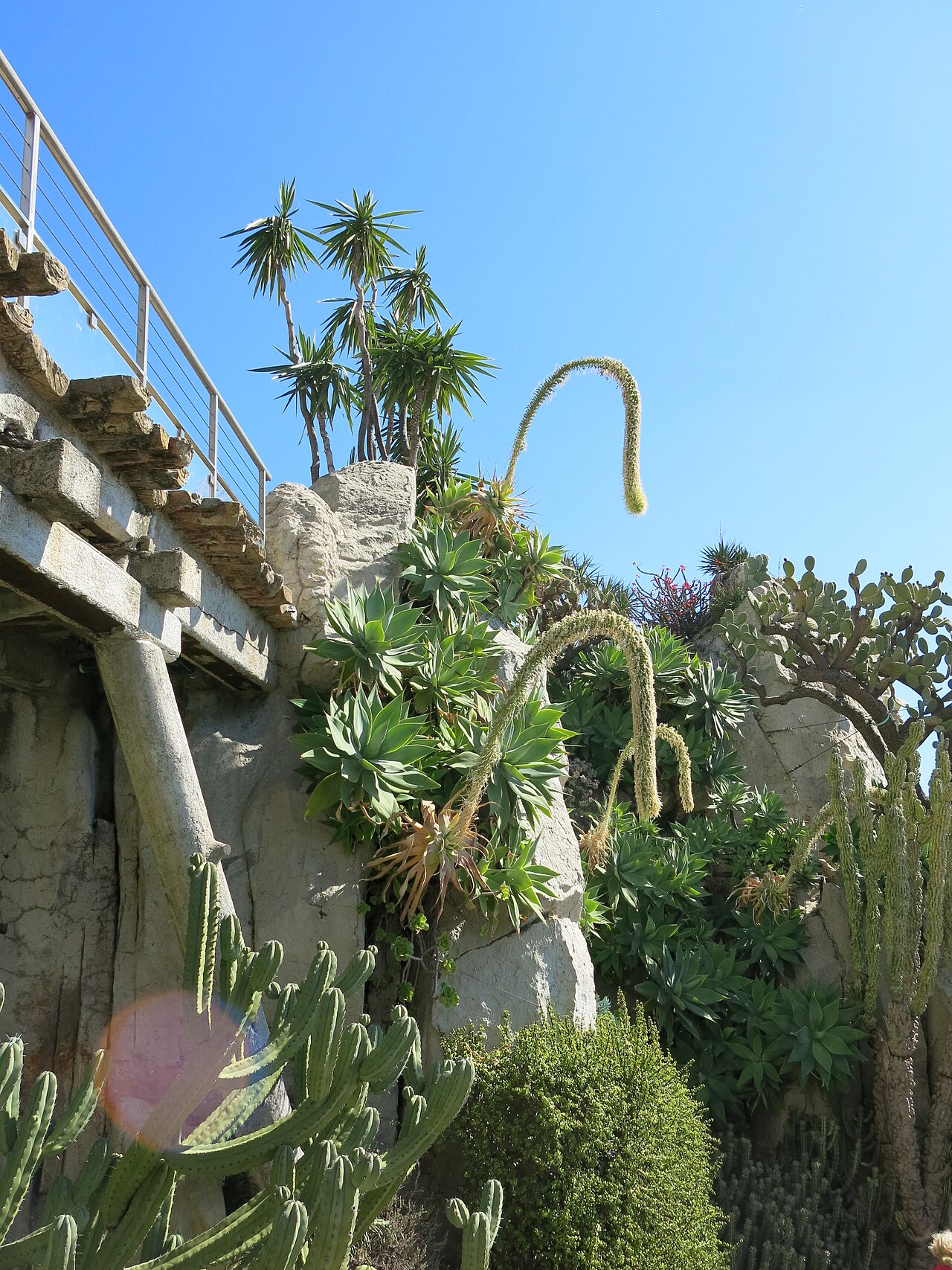 Cactus et plantes succulentes du Jardin Exotique de Monaco